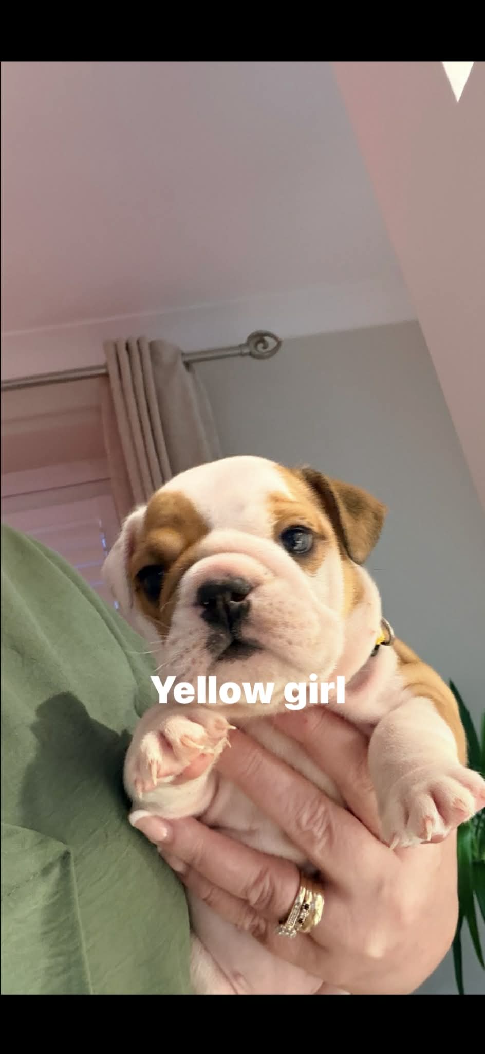 Puppy Three