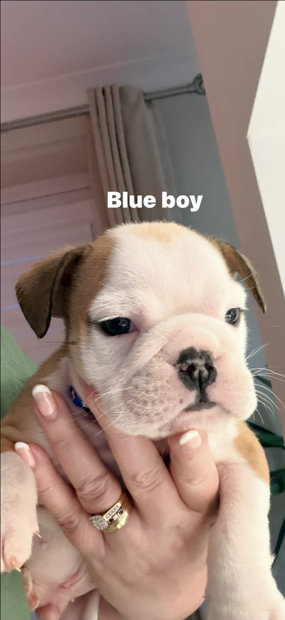 Bulldog Puppy
