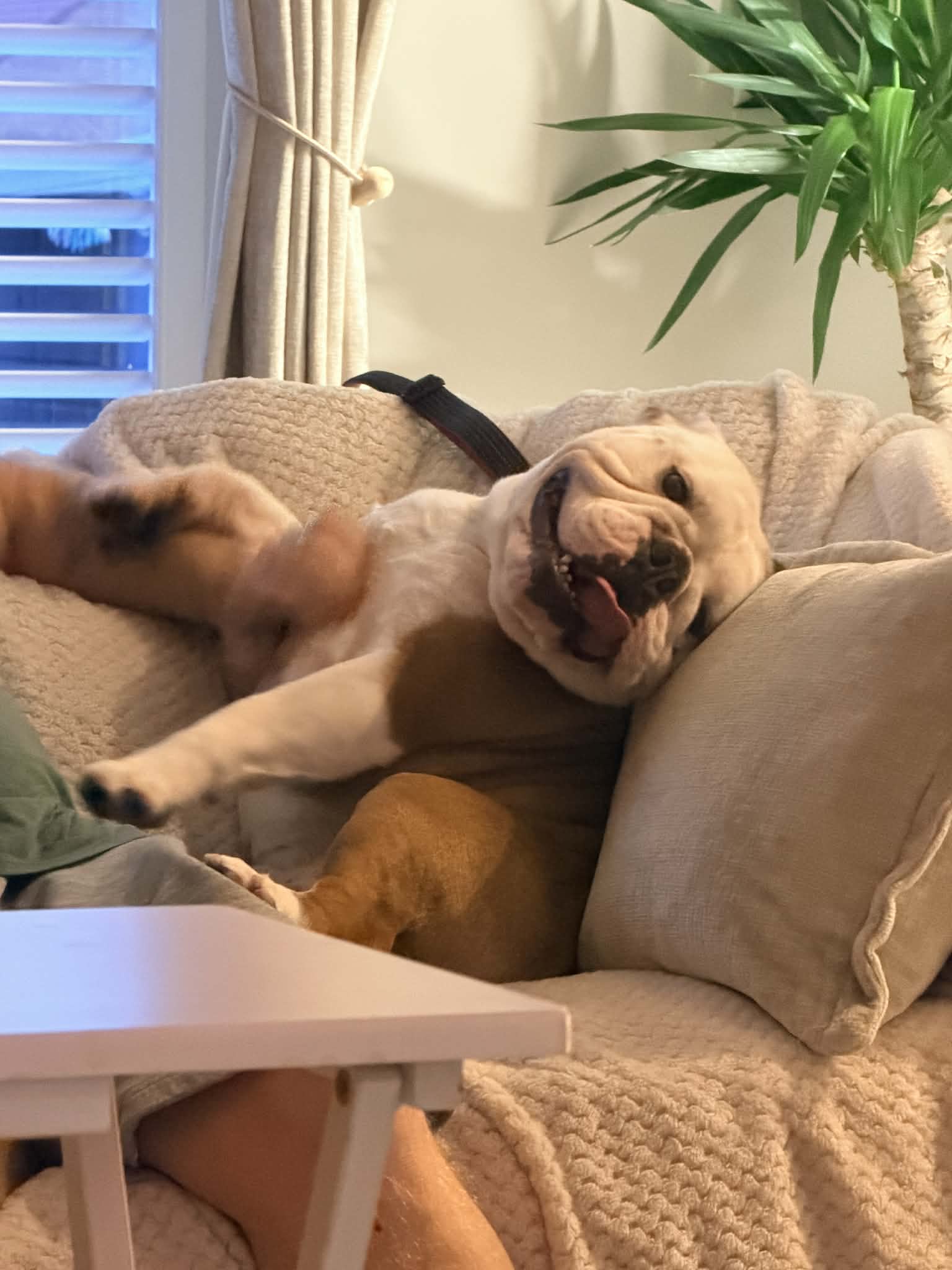 Sire Bulldog