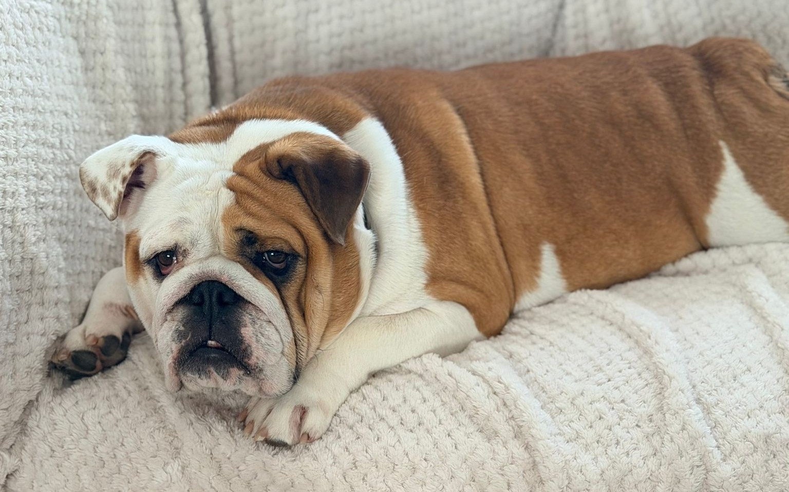 Dam Bulldog