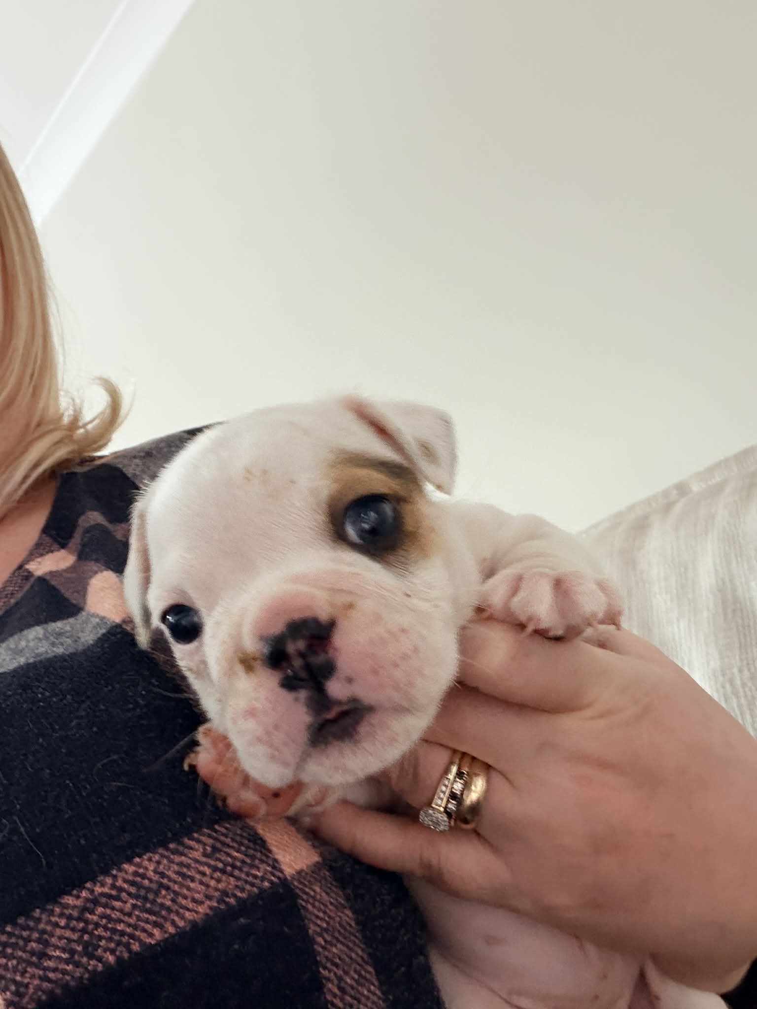 Bulldog Puppy