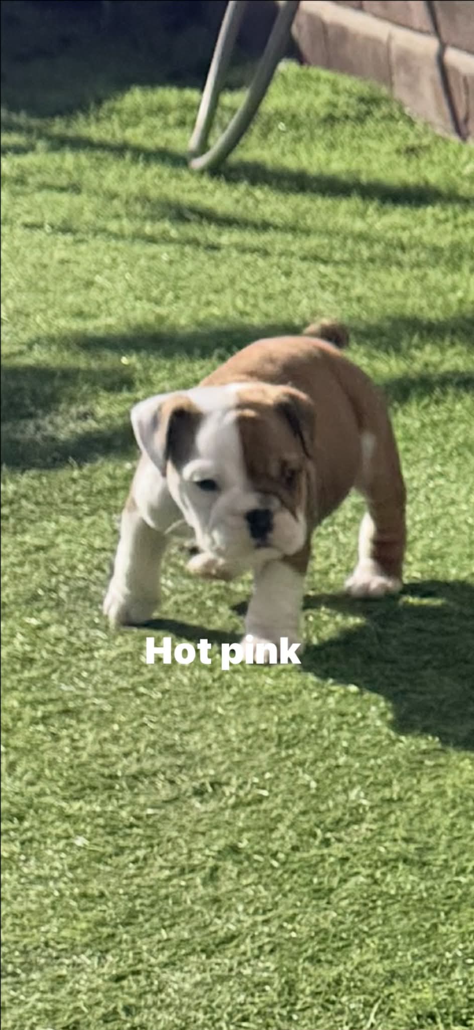 Bulldog Puppy
