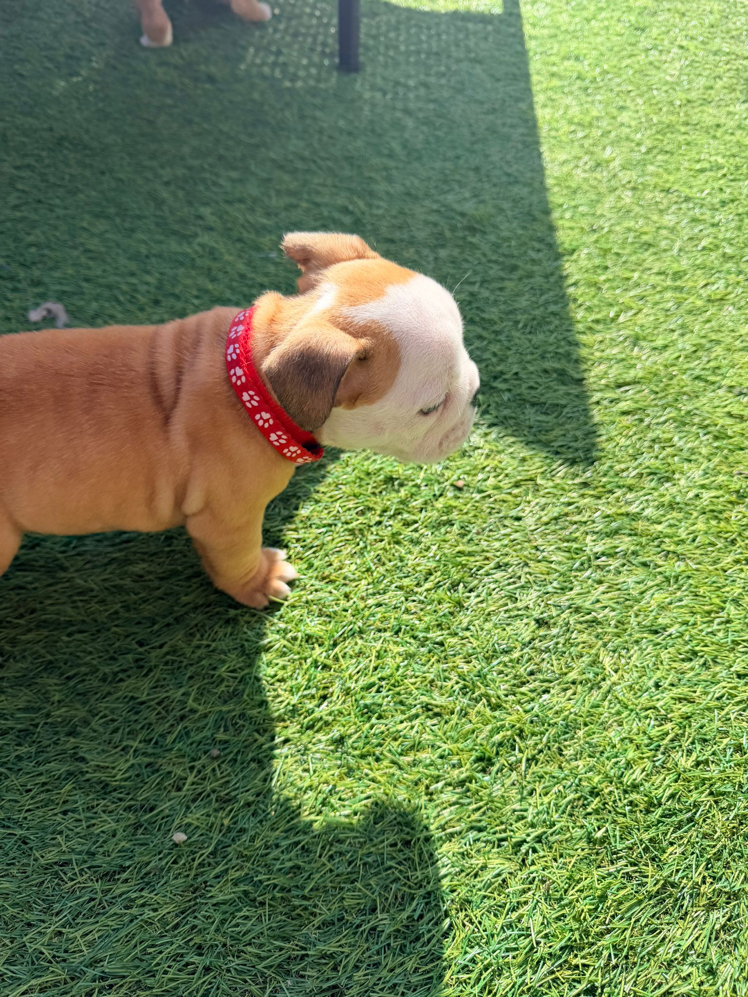 Puppy One