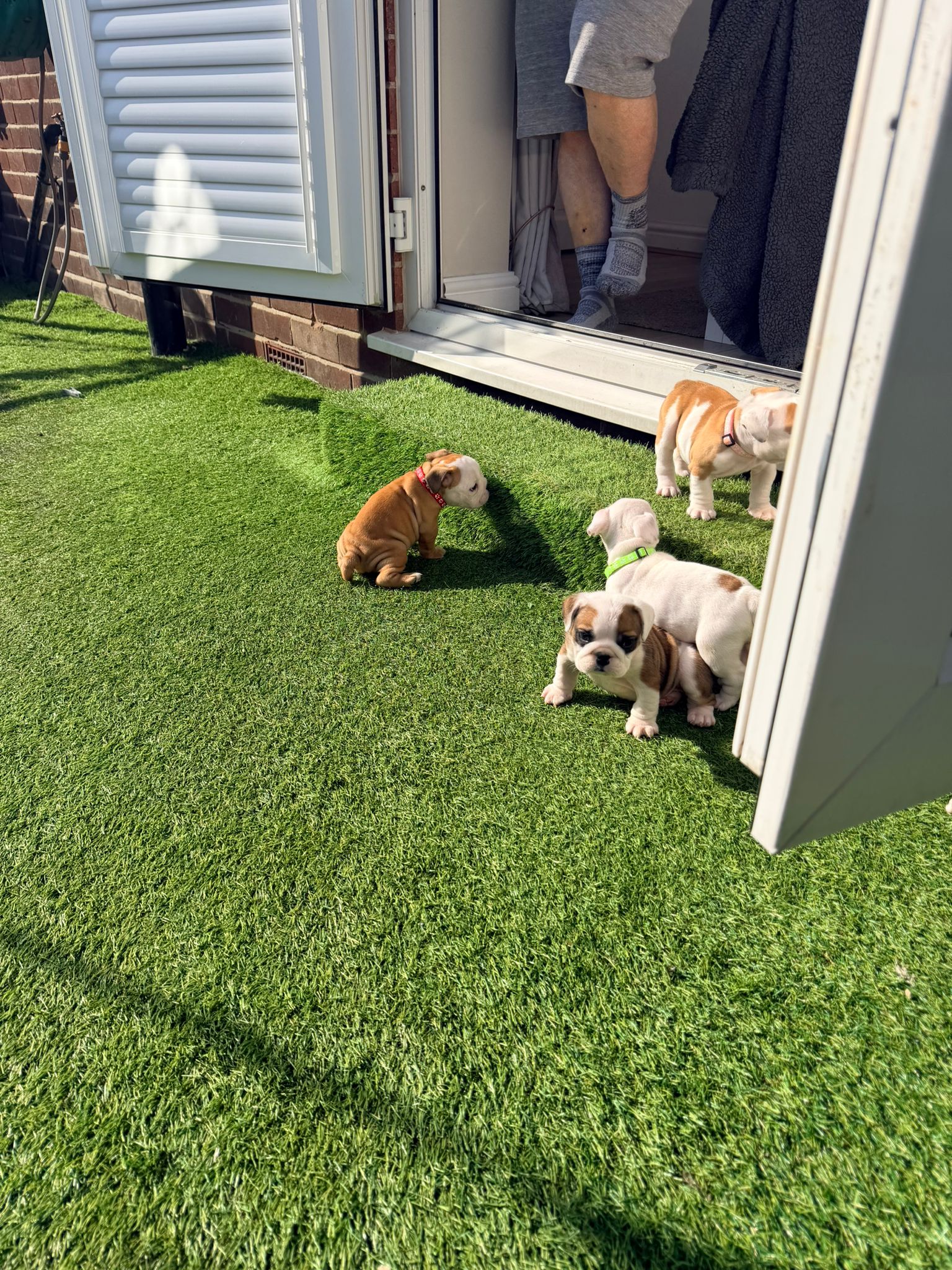Puppy Four