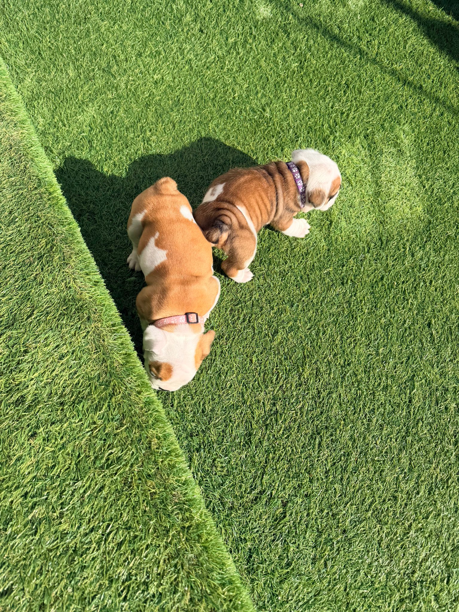 Puppy Two