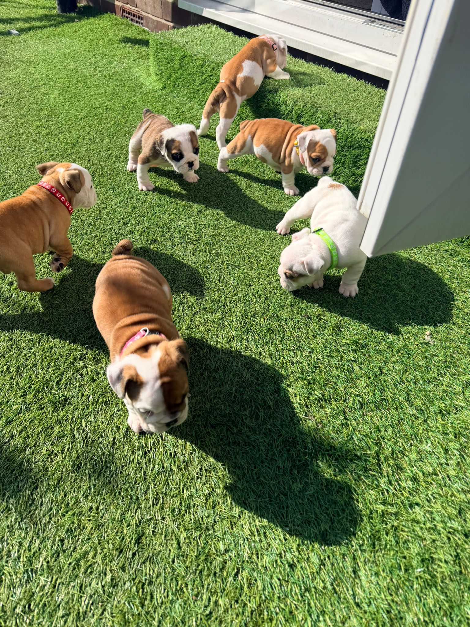 Puppy Six