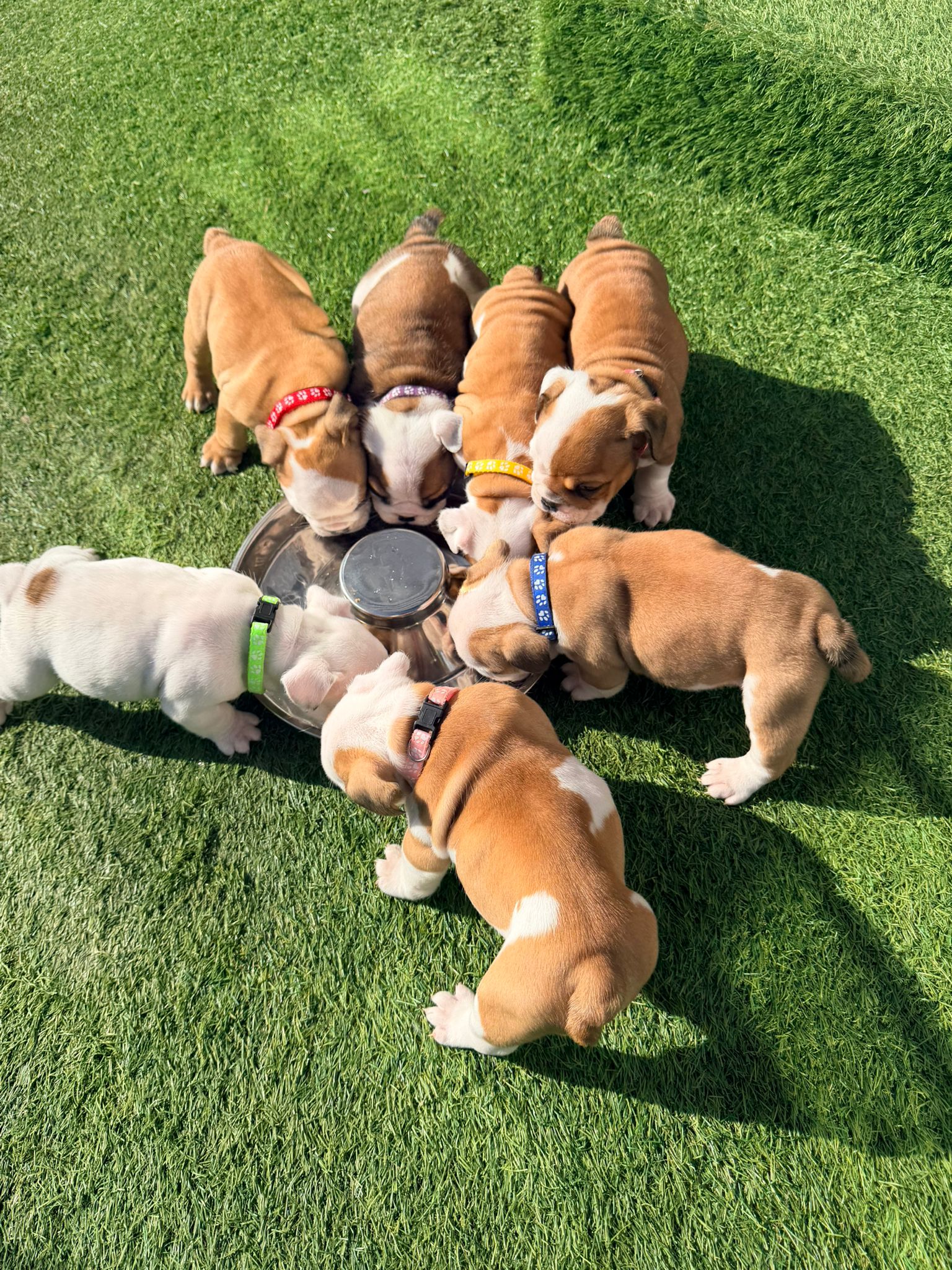 Puppy Five