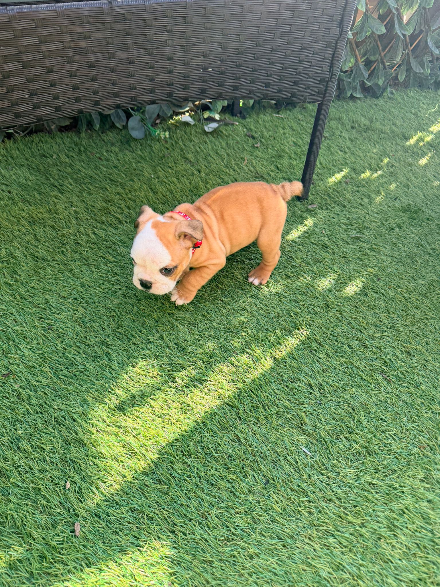 Puppy One