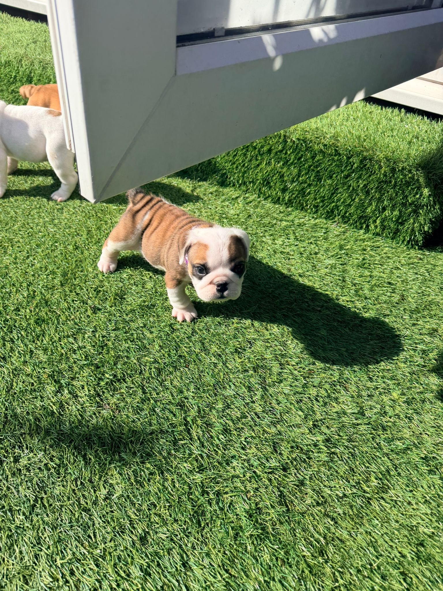 Puppy Two