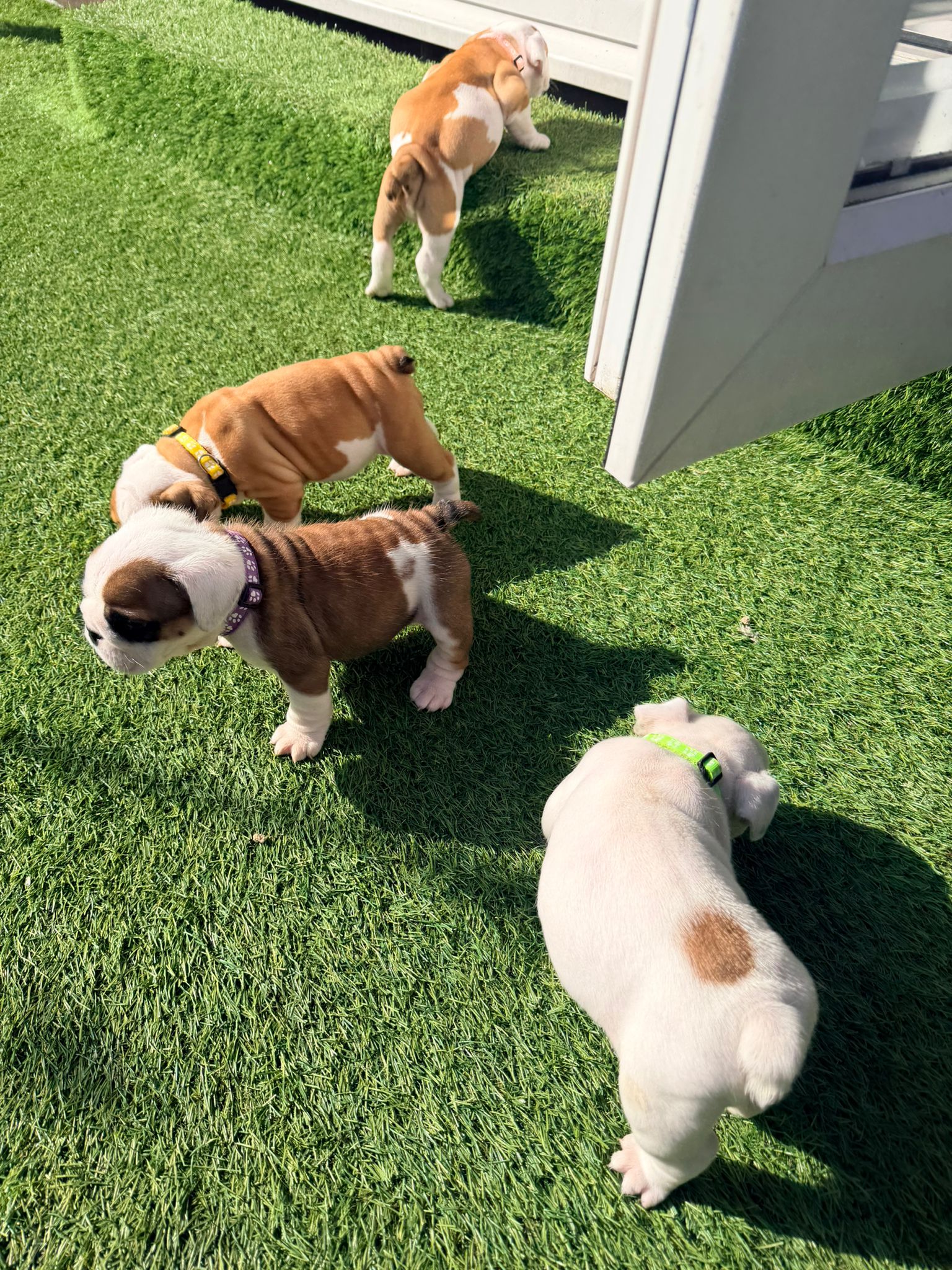 Puppy Four
