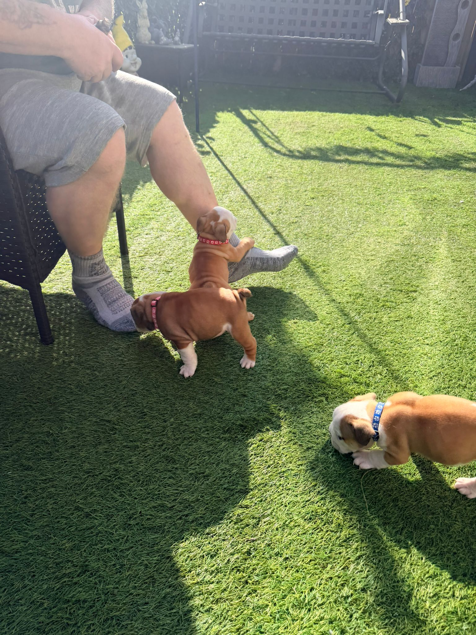 Puppy Six