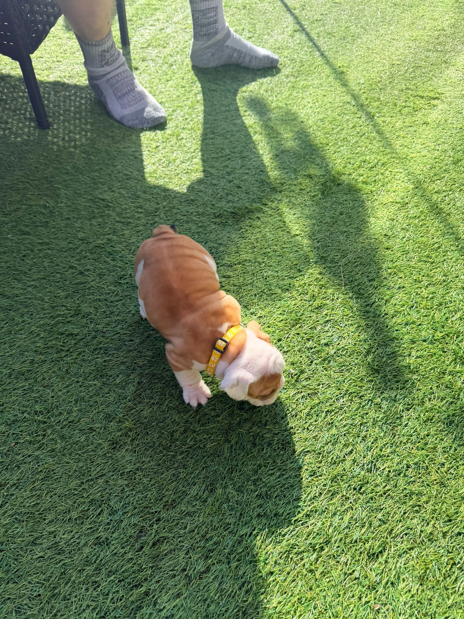 Puppy Three