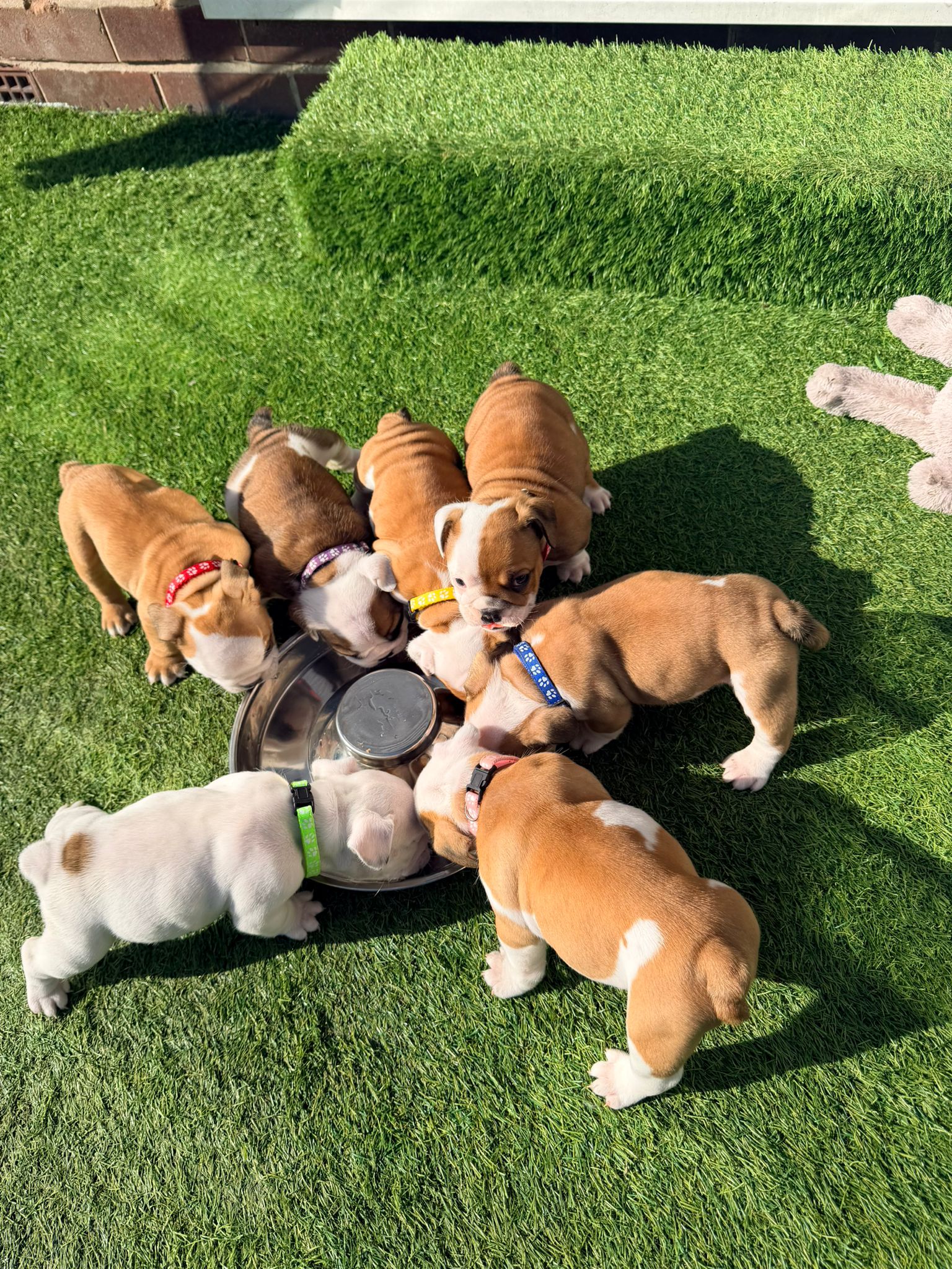 Puppy Six