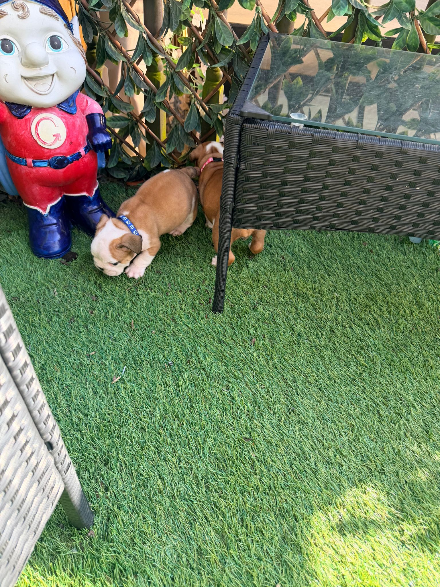 Puppy Five
