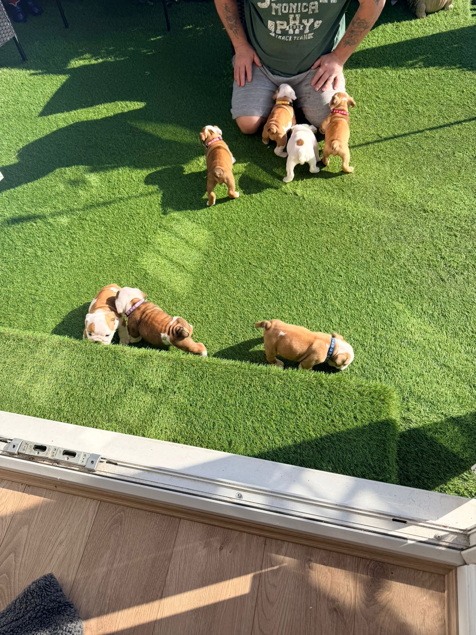 Puppy Five