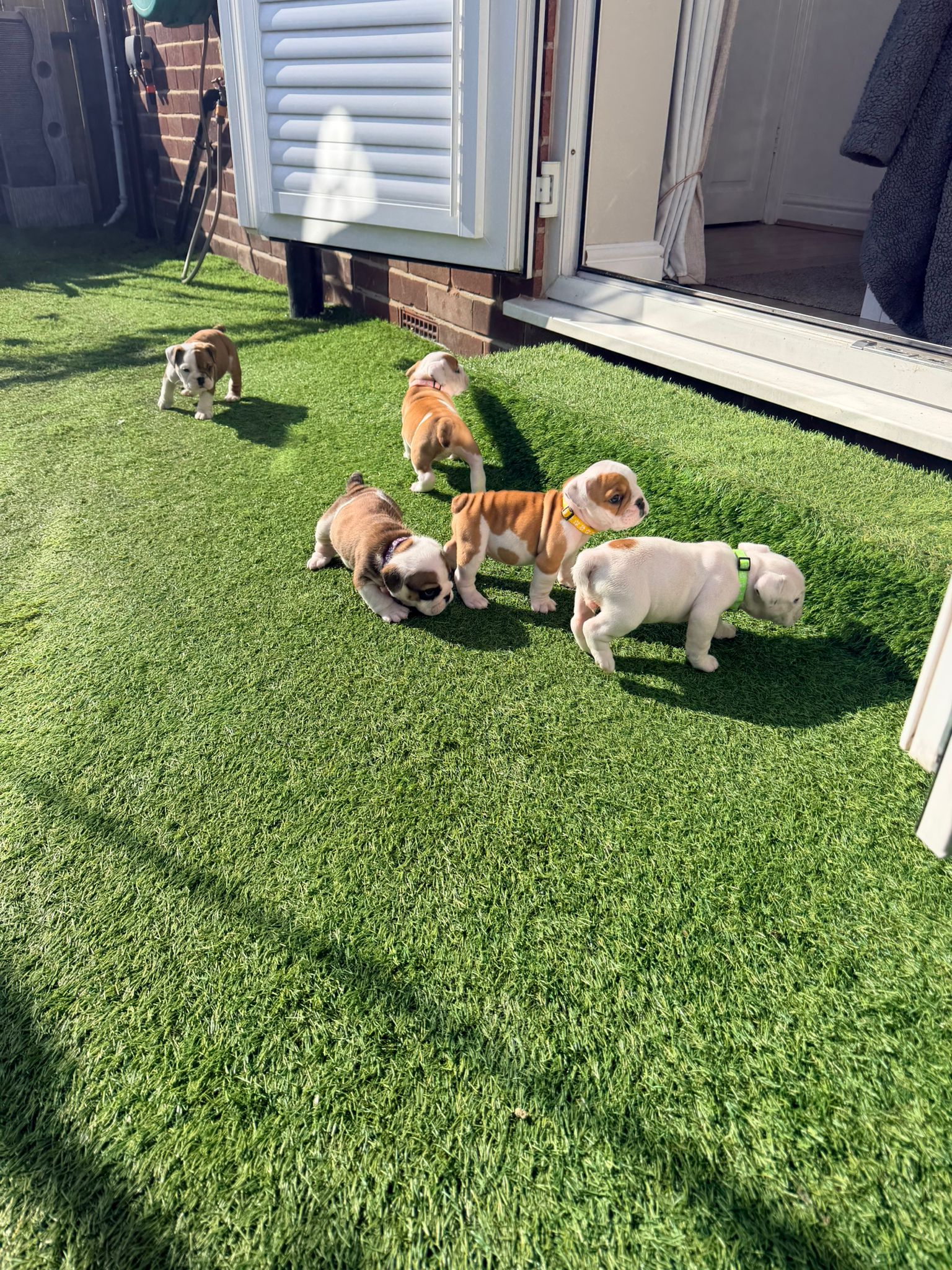 Puppy Three