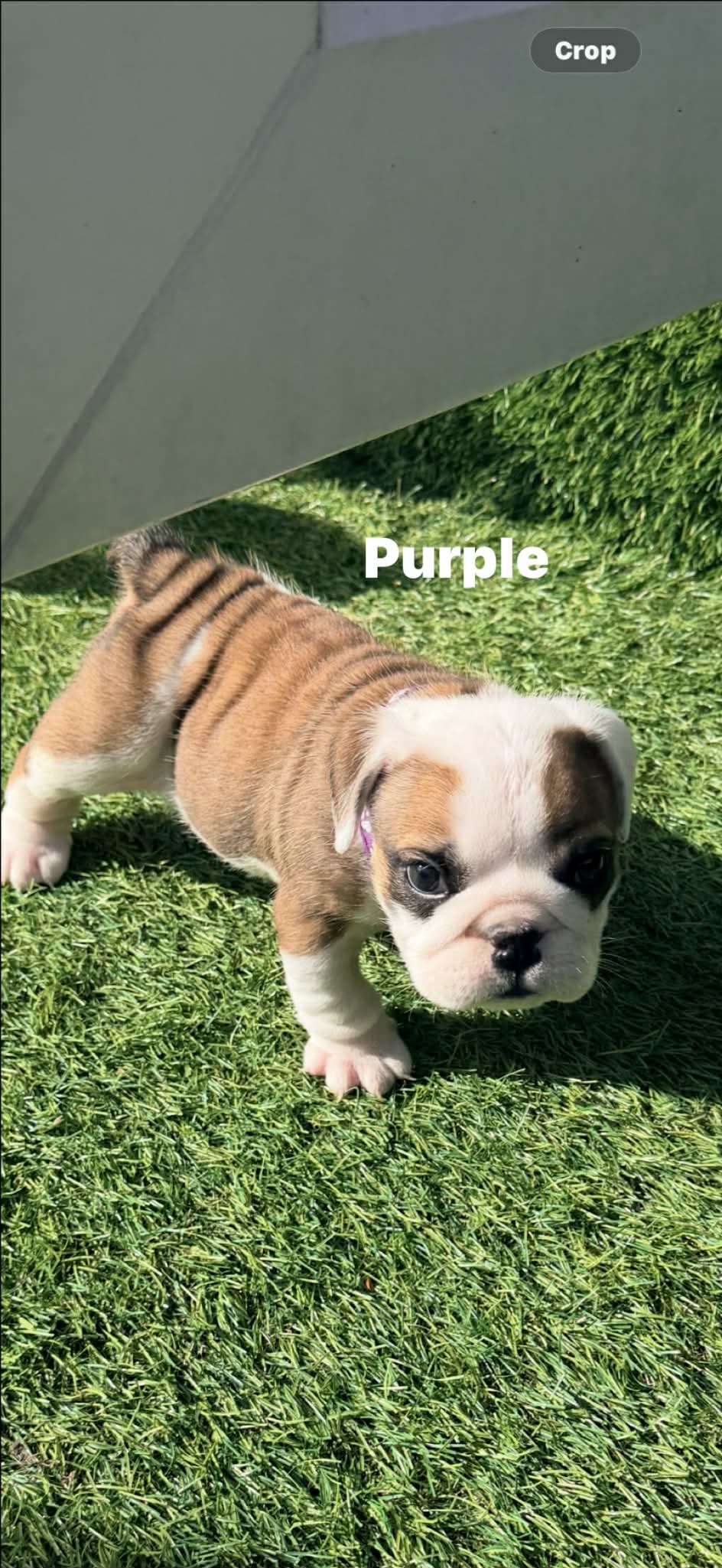 Bulldog Puppy