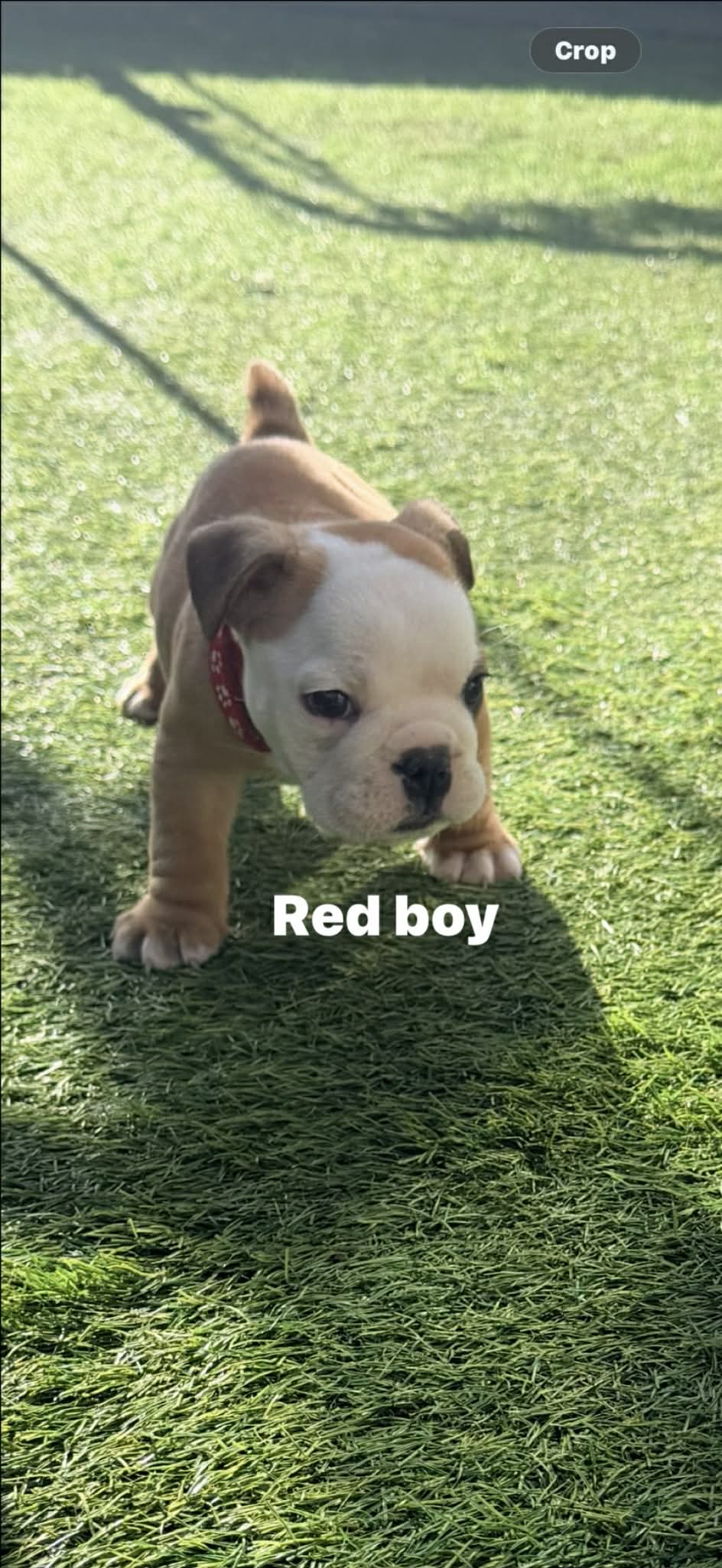 Bulldog Puppy